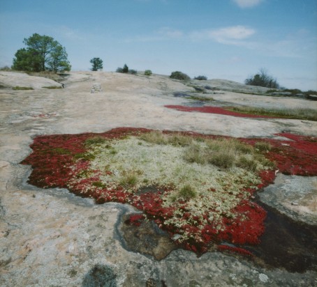 Arabia Mtn very early spring cr©Kathryn Kolb