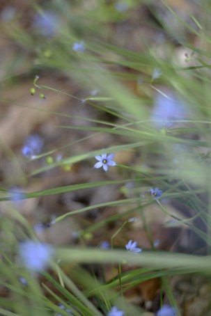 Blue-eyed grass by KKolb
