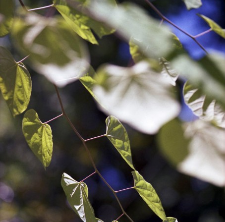 Havana Redbud ©Kathryn Kolb