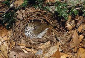 Ovenbird science.smith.edu