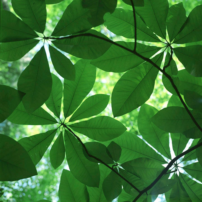 Umbrella Magnolia