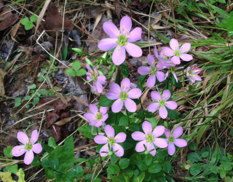 Hampt B sabatia 8.14 crop 2