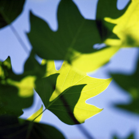 Tulip Tree ©Kathryn Kolb