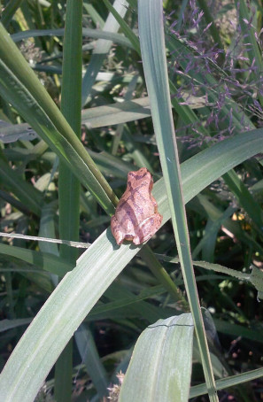 Jena Jones spring peeper HerbGreene cropped