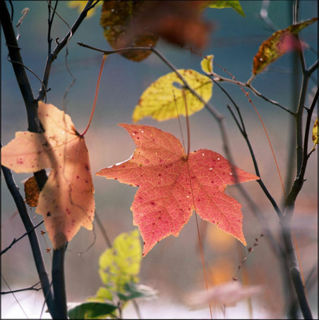 Sweetgum by the Lake copy