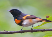 Male American Redstart T Wilson 850 DSC_8393