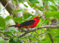 Scarlet Tanager Eating Mulberries_DSC9233