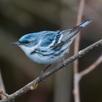 ceruleanwarbler_mdf_wiki_cc