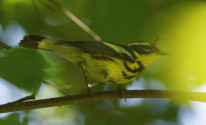 magnolia warbler slide show_DSC2640