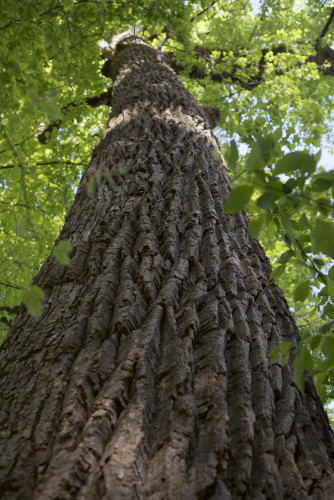Fischer Mansion Tulip Poplar by KKolb