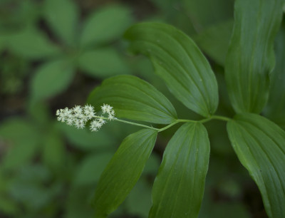 Solomon's Plume Cascade Springs