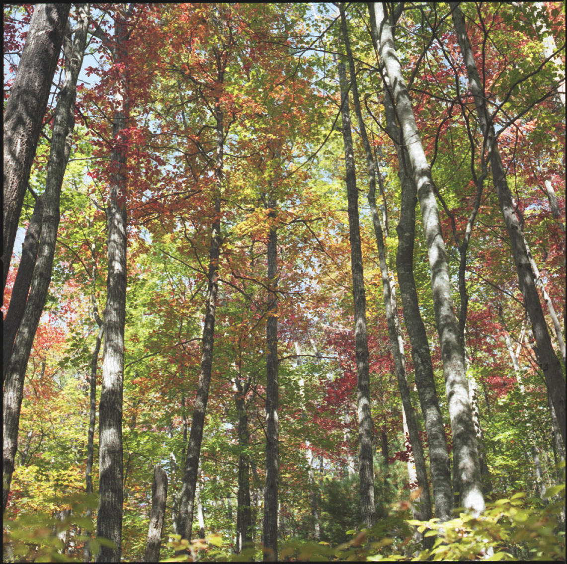 EcoAddendum 3.0Interfaith Naturalist Walk – Soapstone Ridge