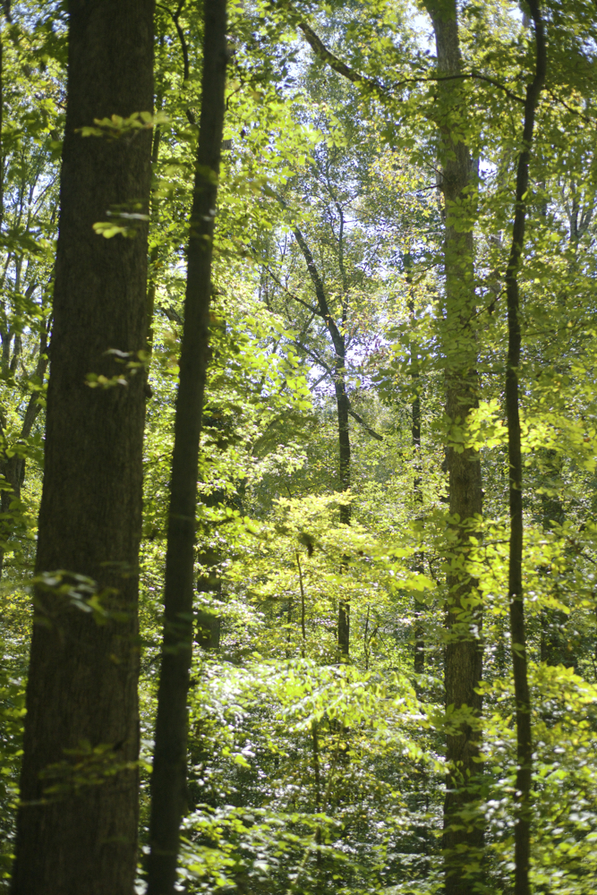 Deepdene forest general_DSC4295