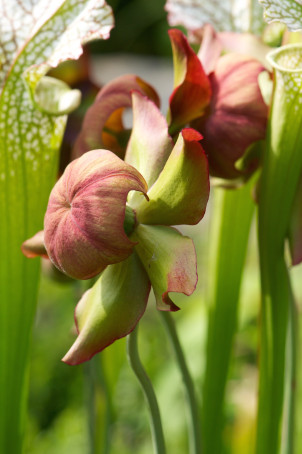 S leucophylla DSC_1531