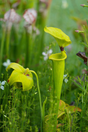 sarracenia flava K Gable