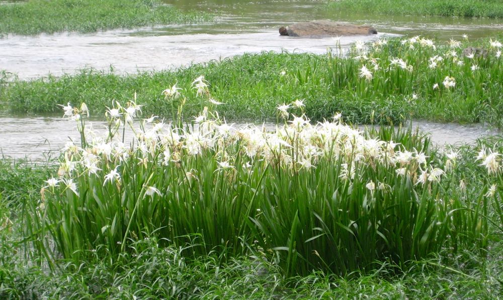 shoal lilies linda best MG_9286