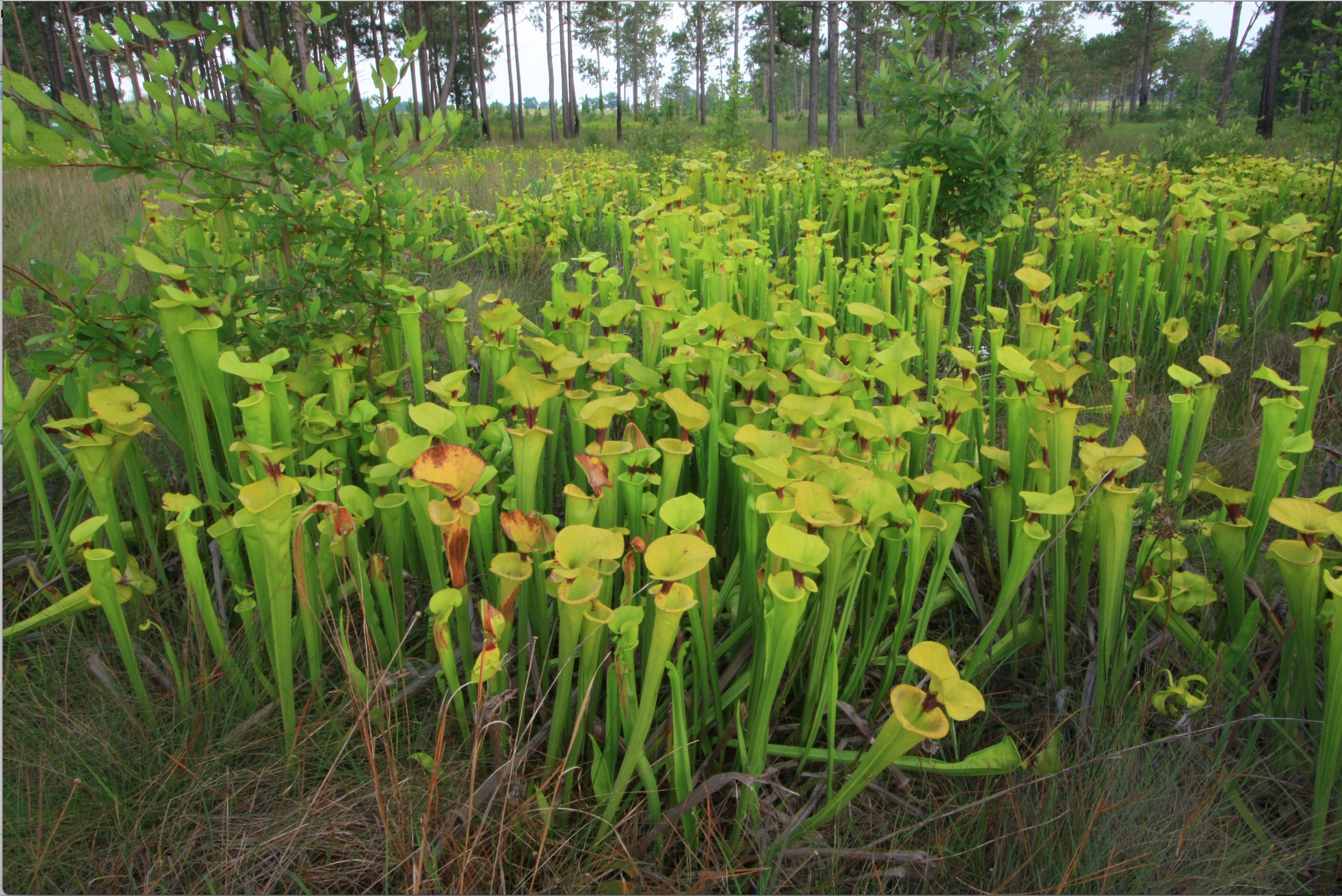 Pitcher plant Bog discover life Screen Shot 2016-03-09 at 11.24.06 PM