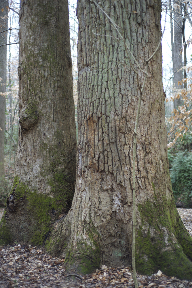 Twin tulip tree frazer f_9973