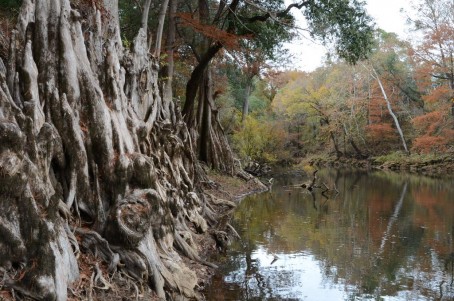 Lower Flint River 1