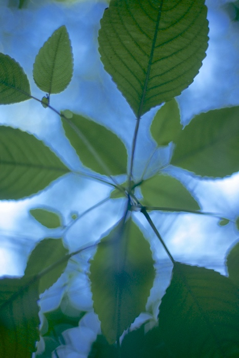 jewelweedkathryn-kolb-2